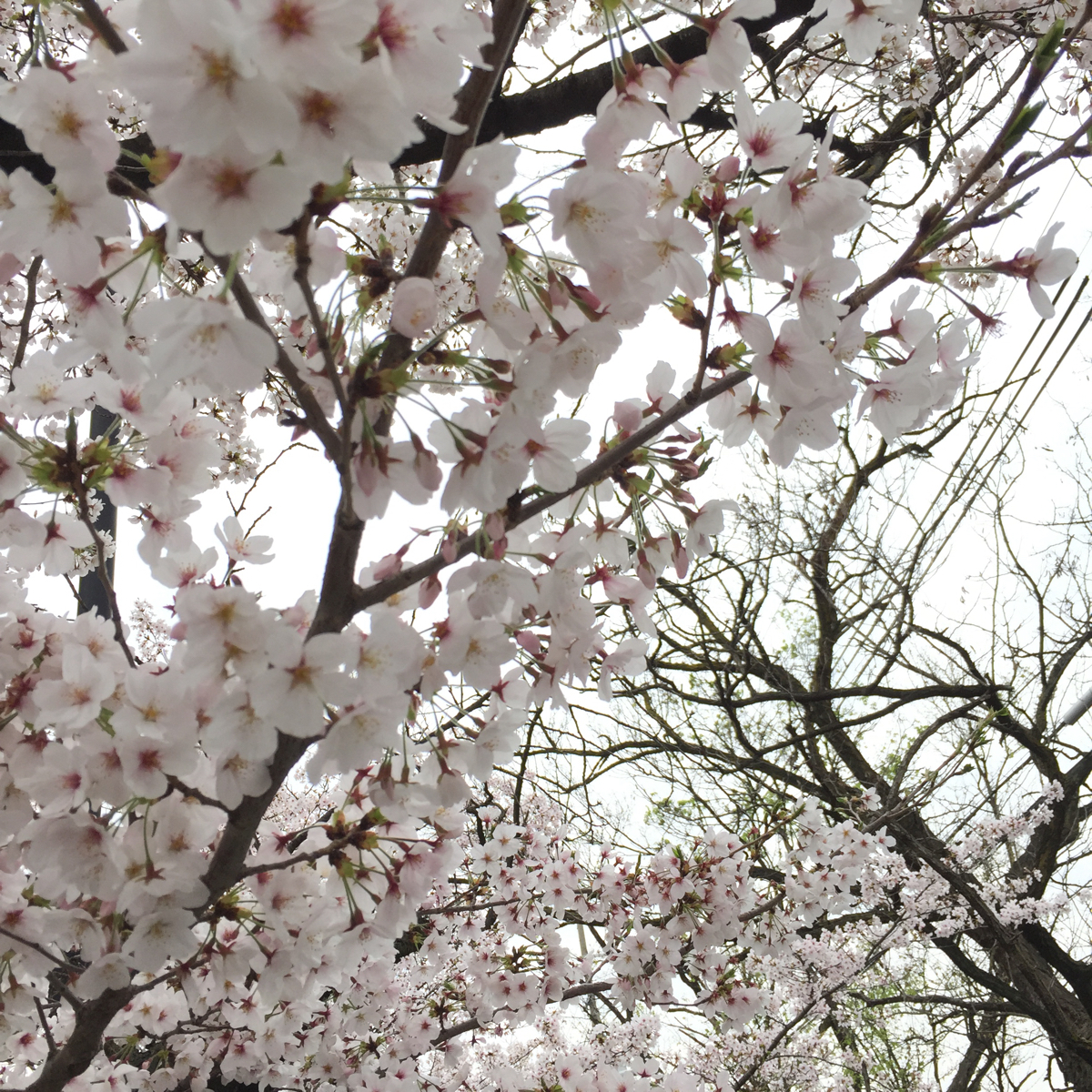玉串川 桜並木